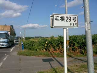 毛根29号