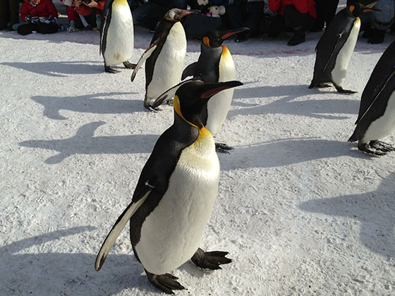 ペンギンの散歩