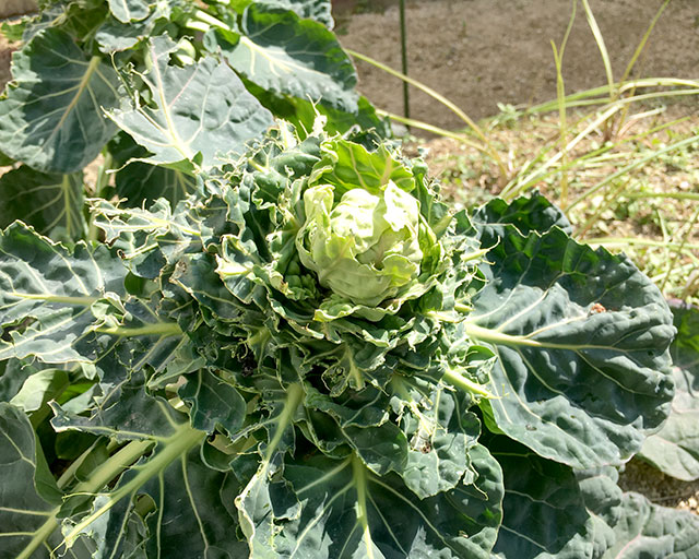 芽キャベツ，鳥害